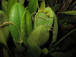 Image of Acianthera pardipes (Rchb. fil.) Pridgeon & M. W. Chase