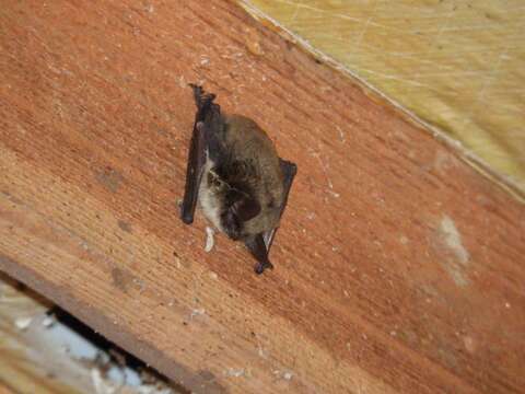 Image of Long-eared Myotis