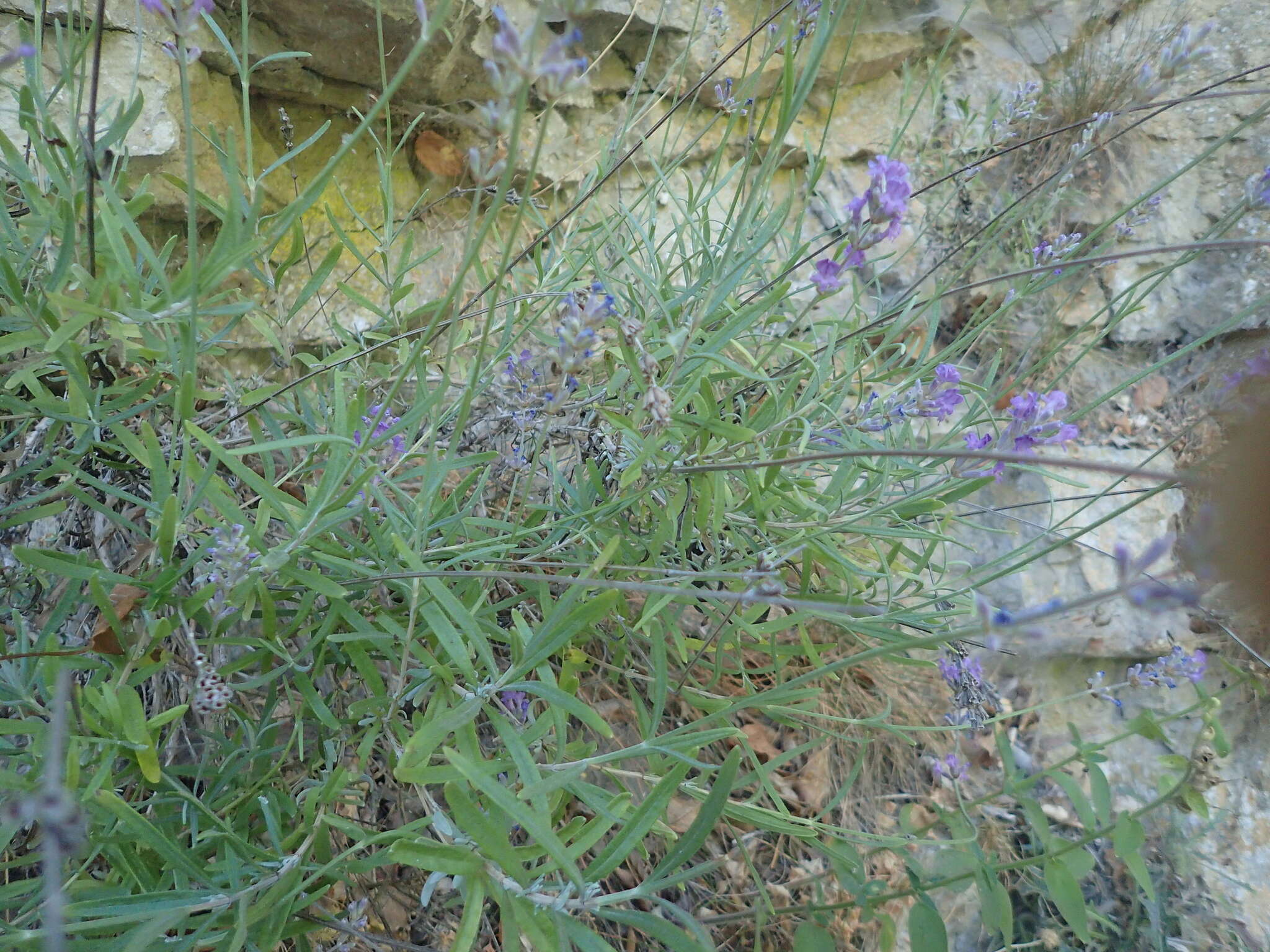 Image of Lavandula angustifolia subsp. angustifolia