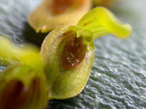 Image of Acianthera macropoda (Barb. Rodr.) Pridgeon & M. W. Chase