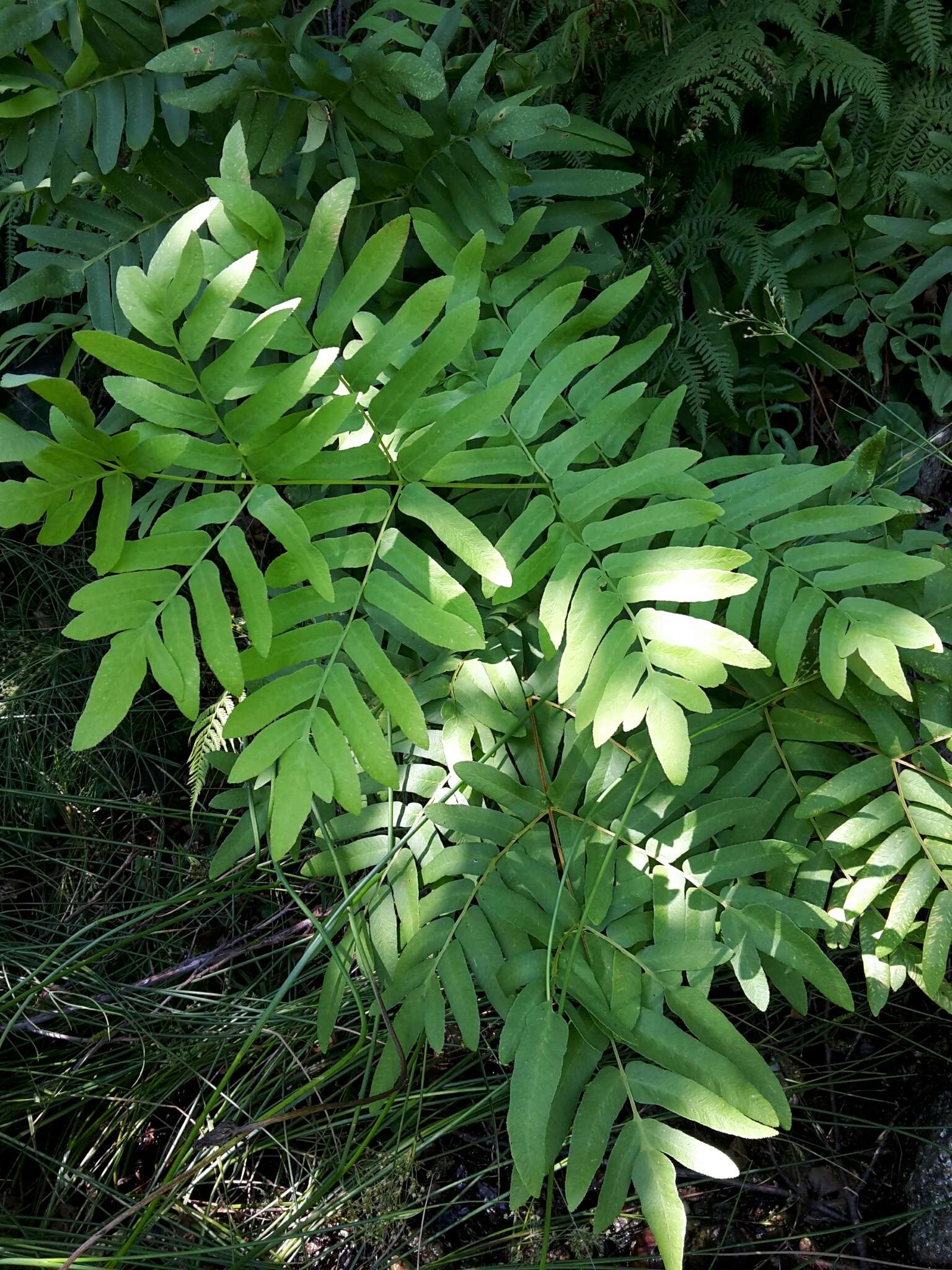 Imagem de Osmunda regalis L.