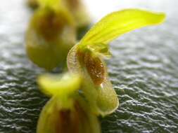 Image of Acianthera macropoda (Barb. Rodr.) Pridgeon & M. W. Chase