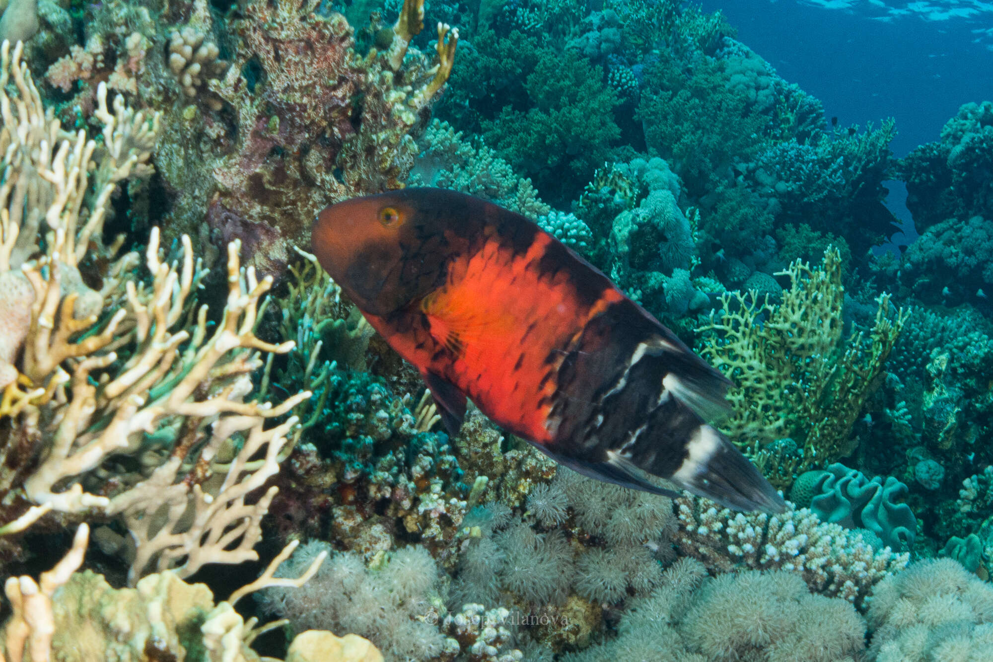 Image of Banded maori wrasse