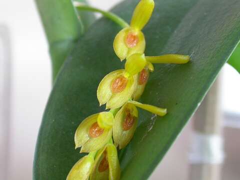 Image of Acianthera macropoda (Barb. Rodr.) Pridgeon & M. W. Chase