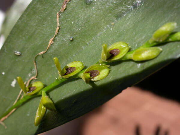 Image of Acianthera macropoda (Barb. Rodr.) Pridgeon & M. W. Chase