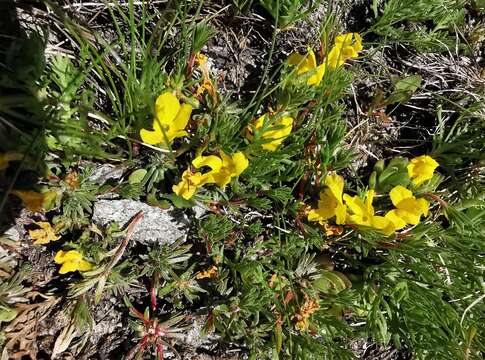 Image of Androsace vitaliana subsp. lepontina (Chiarugi) C. J. Dixon, Gutermann & Schneew.