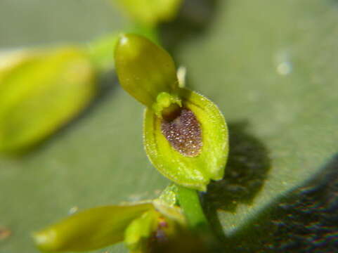 Image of Acianthera macropoda (Barb. Rodr.) Pridgeon & M. W. Chase