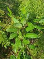 Image of Dioscorea bemandry Jum. & H. Perrier