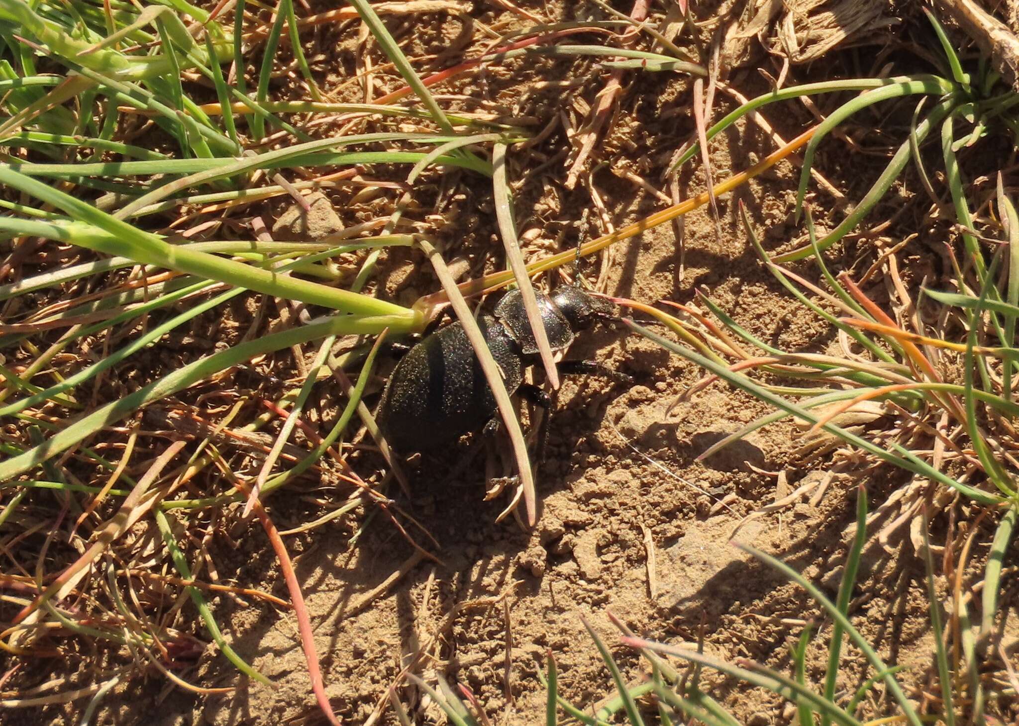 Image of Carabus (Oreocarabus) taedatus Fabricius 1787