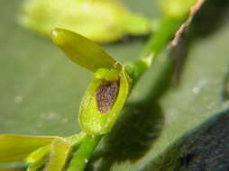 Image of Acianthera macropoda (Barb. Rodr.) Pridgeon & M. W. Chase