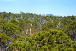 Imagem de Pinus contorta Douglas ex Loudon