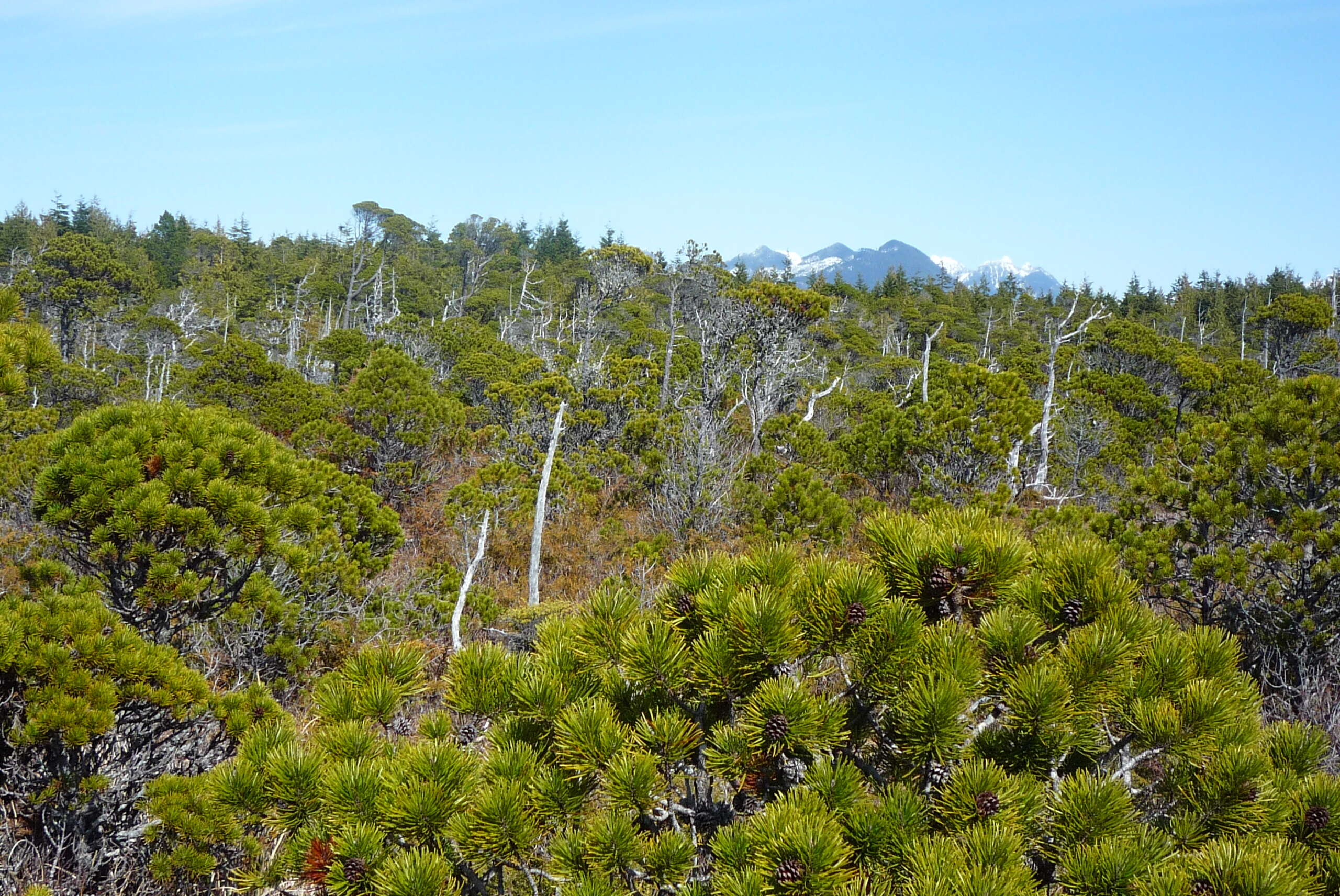 Imagem de Pinus contorta Douglas ex Loudon