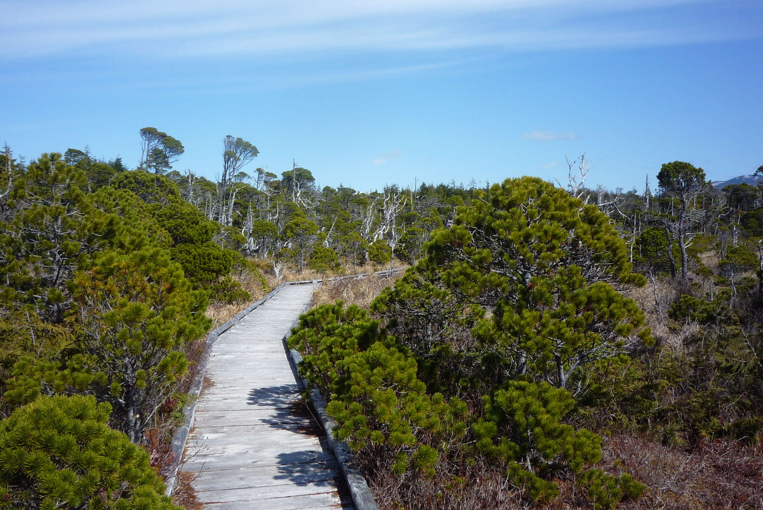 Imagem de Pinus contorta Douglas ex Loudon