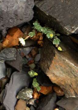 Image of Alaska starwort