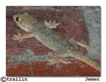 Слика од Hemidactylus flaviviridis Rüppell 1835