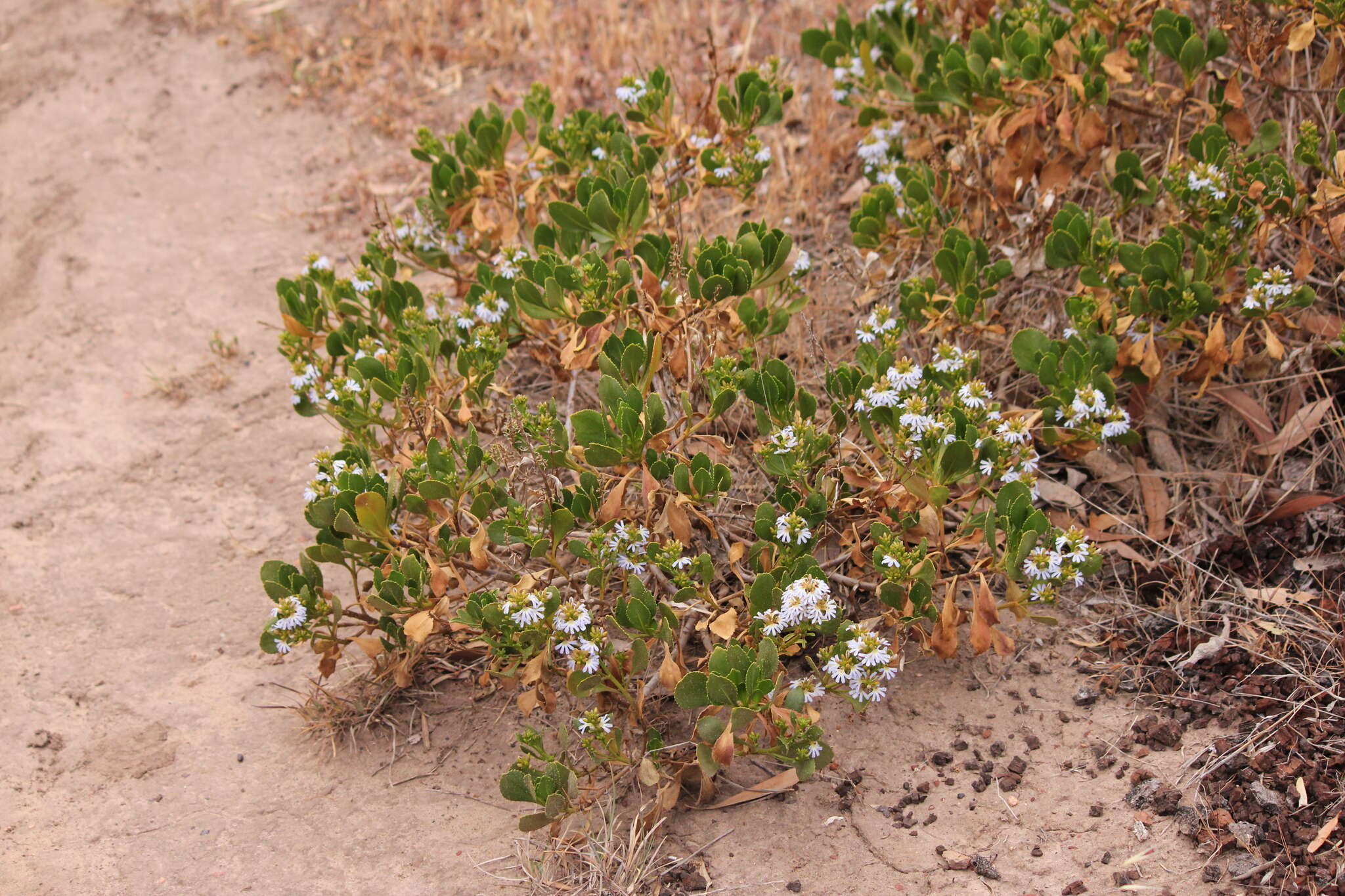 Image of Scaevola crassifolia Labill.