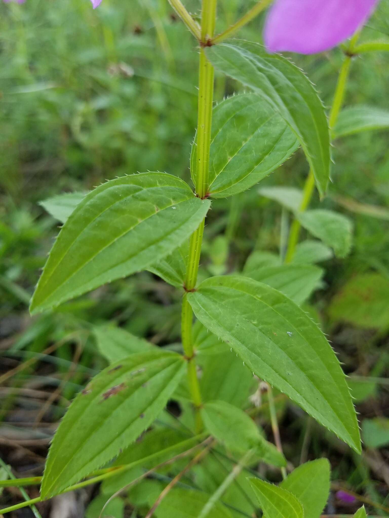 Imagem de Rhexia virginica L.