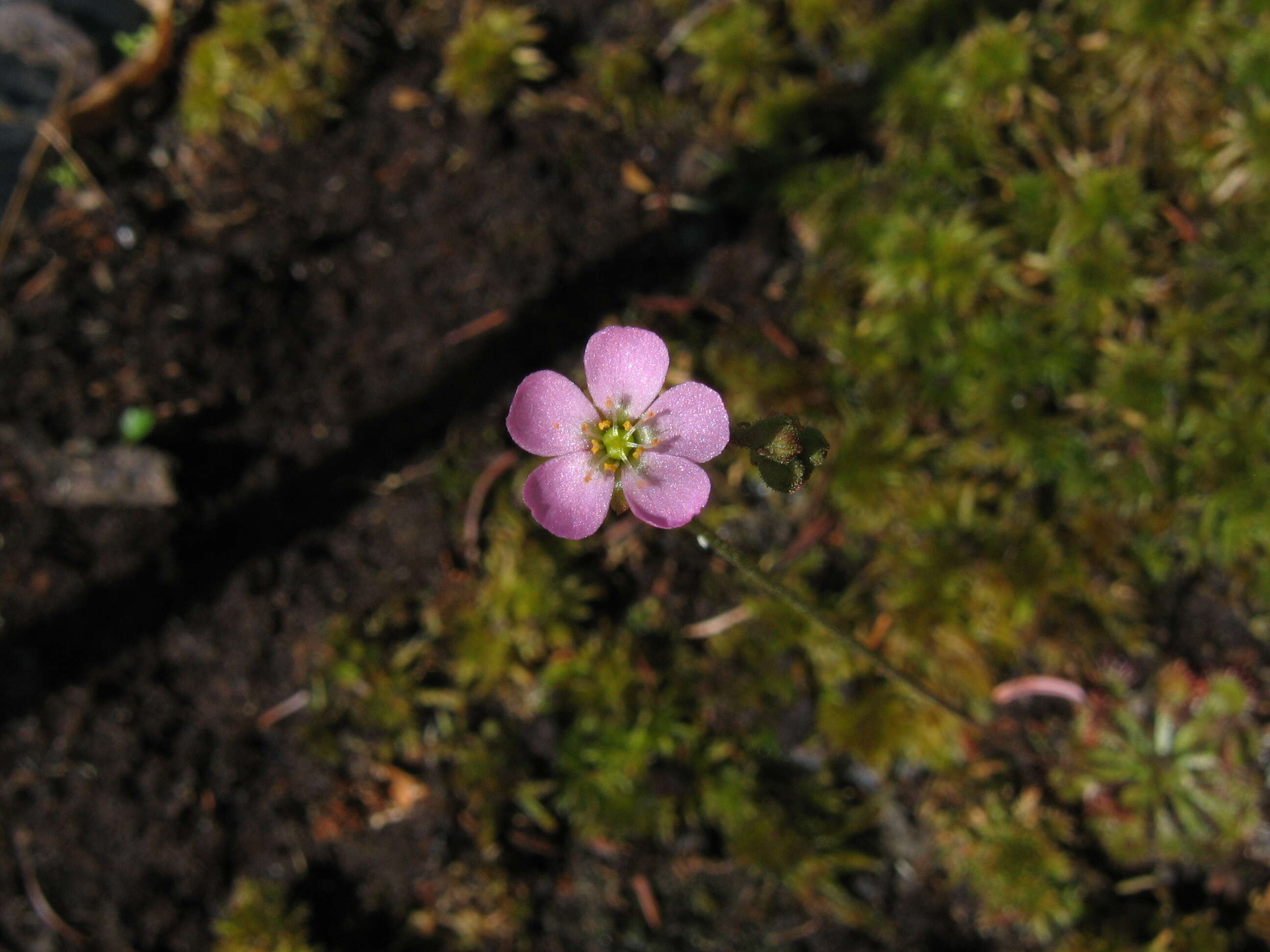 Image of pink sundew