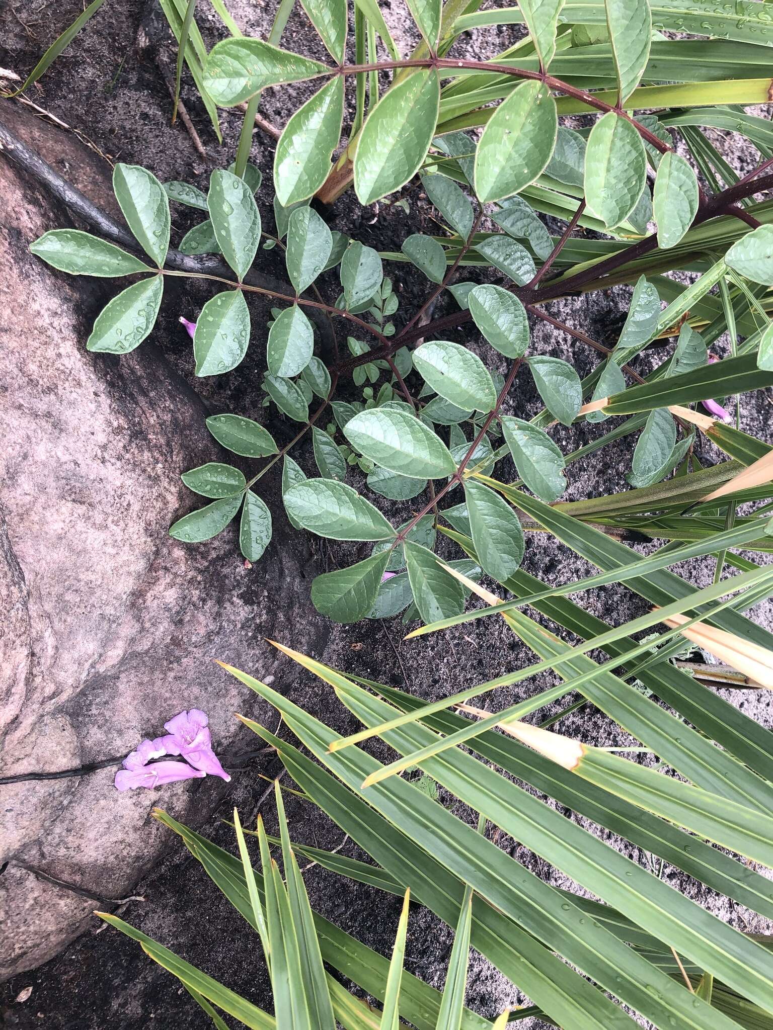 Image of Jacaranda irwinii A. H. Gentry