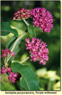 Image of purple milkweed