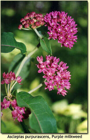 Image of purple milkweed