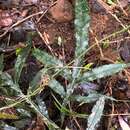 Austroblechnum patersonii subsp. queenslandicum (T. C. Chambers & P. A. Farrant) Gasper & V. A. O. Dittrich的圖片