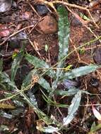 Plancia ëd Austroblechnum patersonii subsp. queenslandicum (T. C. Chambers & P. A. Farrant) Gasper & V. A. O. Dittrich