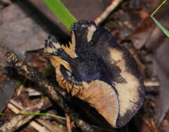 Image of Entoloma panniculus (Berk.) Sacc. 1887