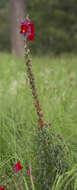 Plancia ëd Antirrhinum majus L.