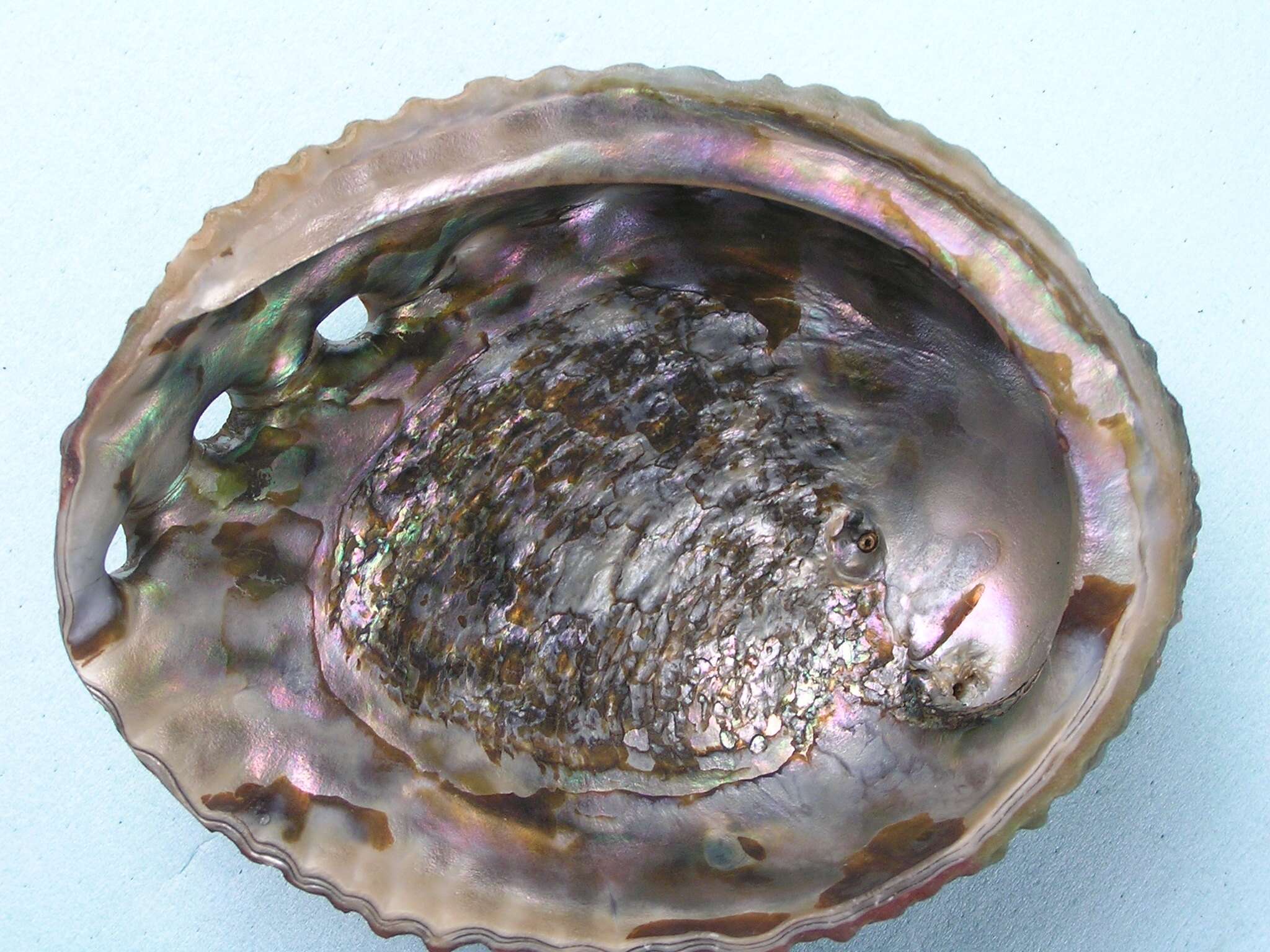 Image of pink abalone