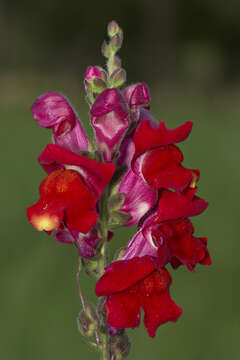 Plancia ëd Antirrhinum majus L.