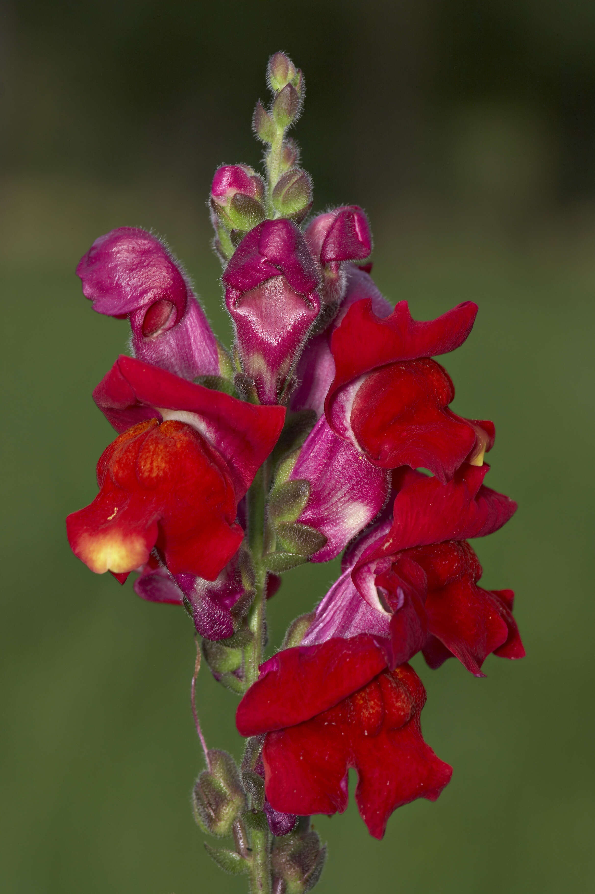 Image of garden snapdragon