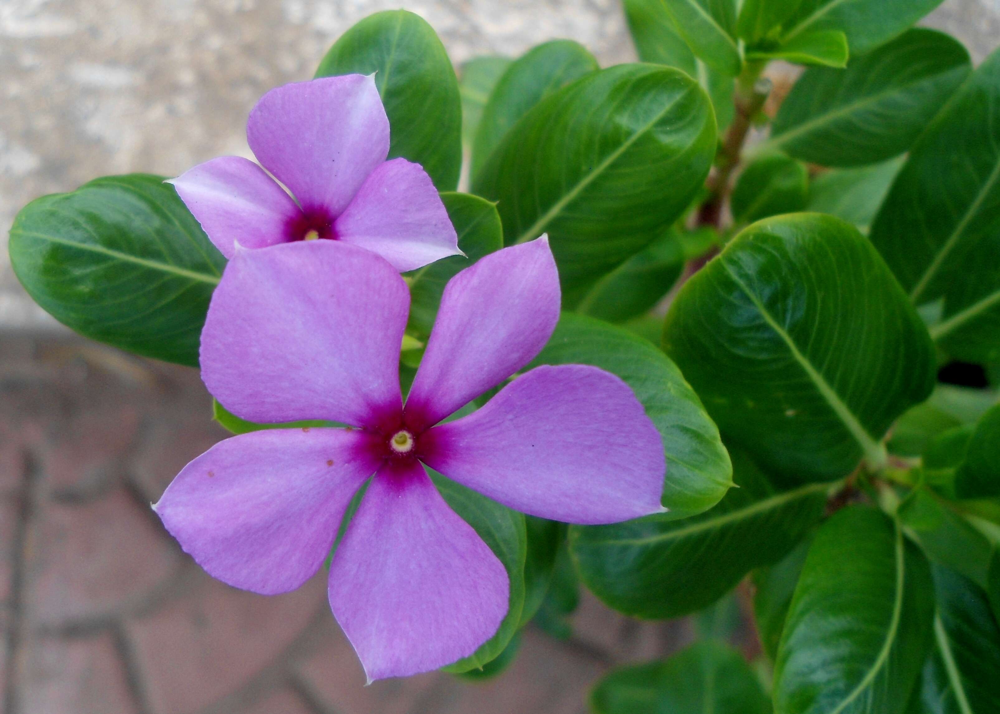 Image of Madagascar periwinkle