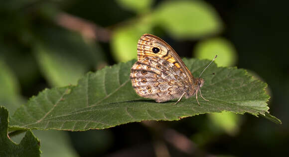 Image of Lasiommata megera