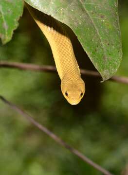 Image of Ithycyphus perineti Domergue 1986