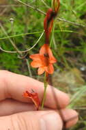 Image of Tritonia nelsonii Baker