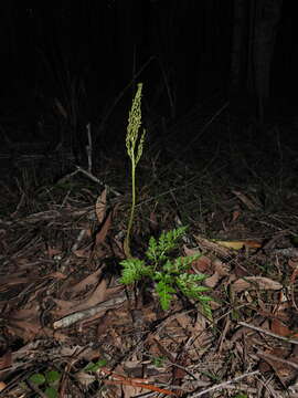 Image of Sceptridium australe subsp. australe