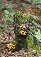 Kuehneromyces mutabilis (Schaeff.) Singer & A. H. Sm. 1946 resmi