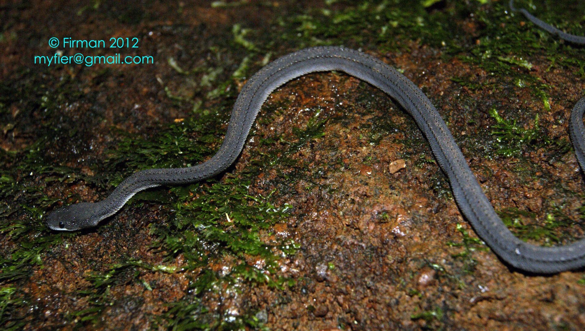 Image of Rough-backed Litter Snake