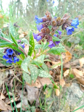 Image of Pulmonaria longifolia (Bast.) Boreau