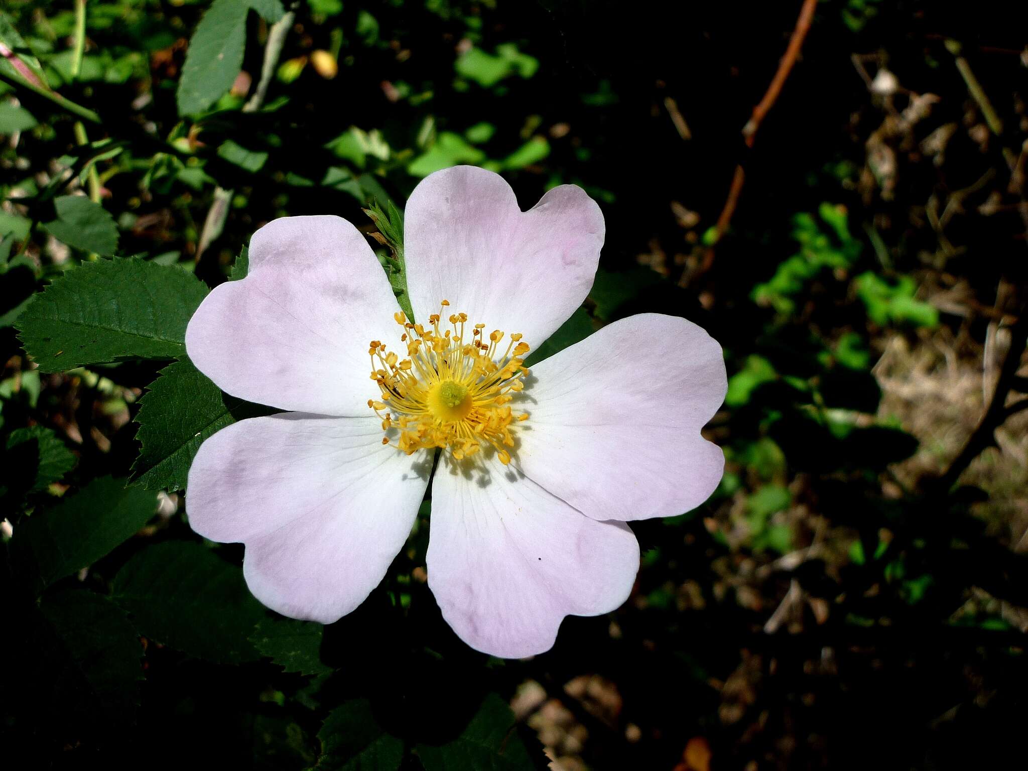 Image of dog rose