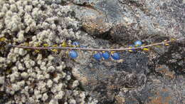 Image of Coprosma acerosa A. Cunn.