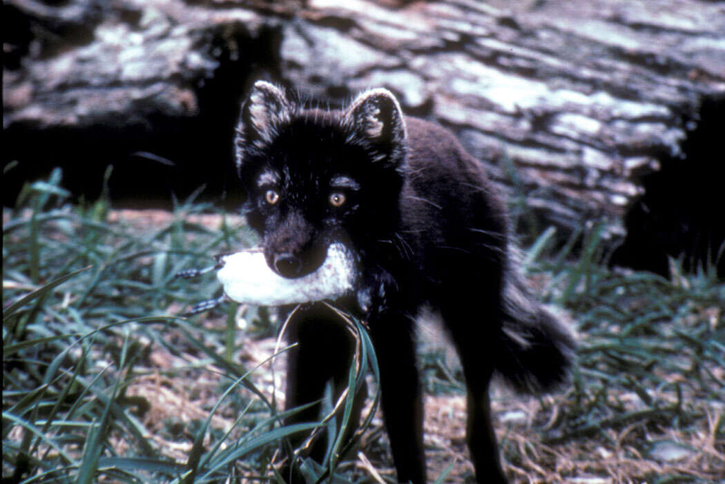 Image of Arctic Fox