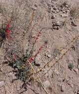 Image de Penstemon superbus A. Nels.