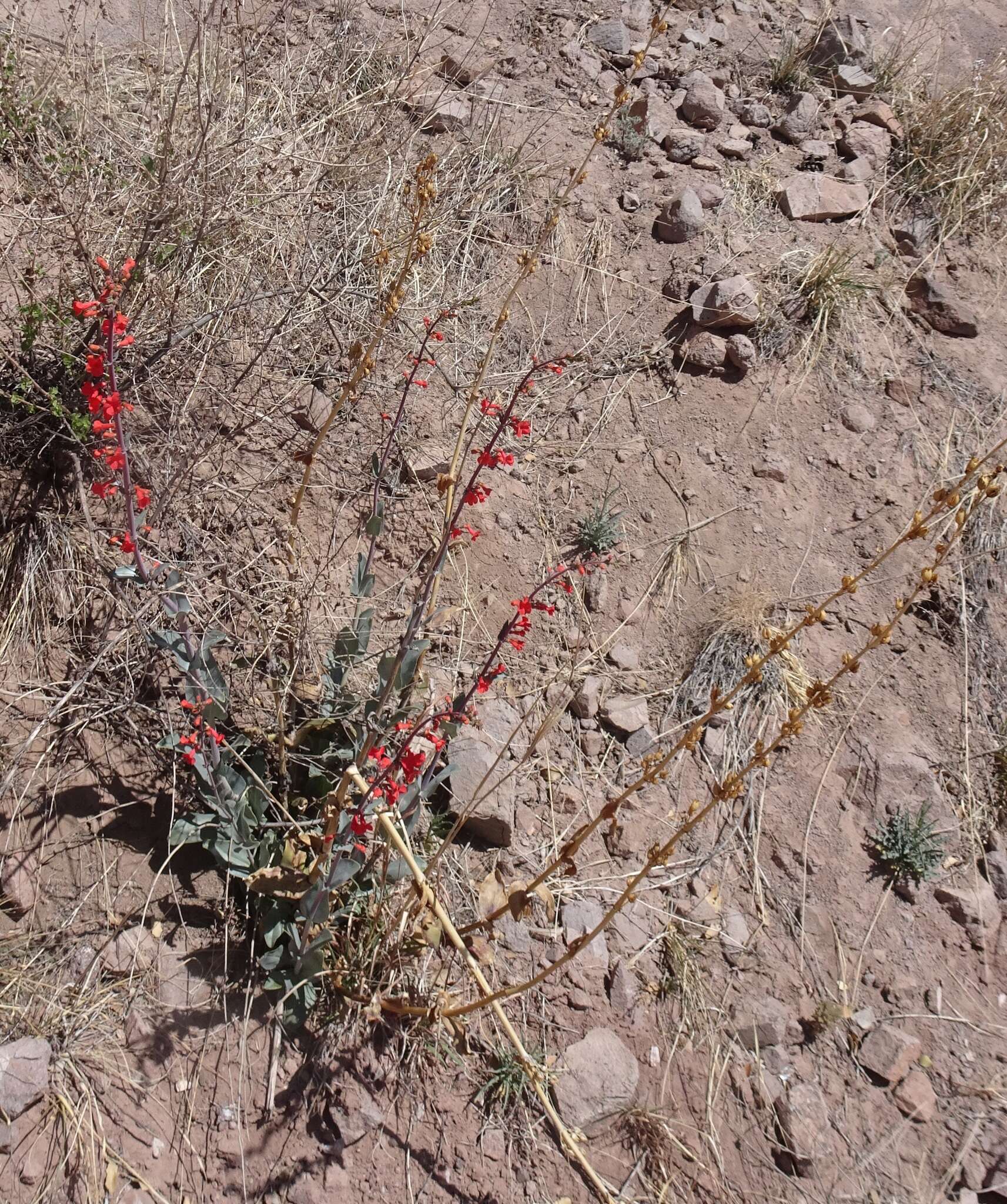 Image de Penstemon superbus A. Nels.