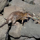 Image of Austalian Water Rat