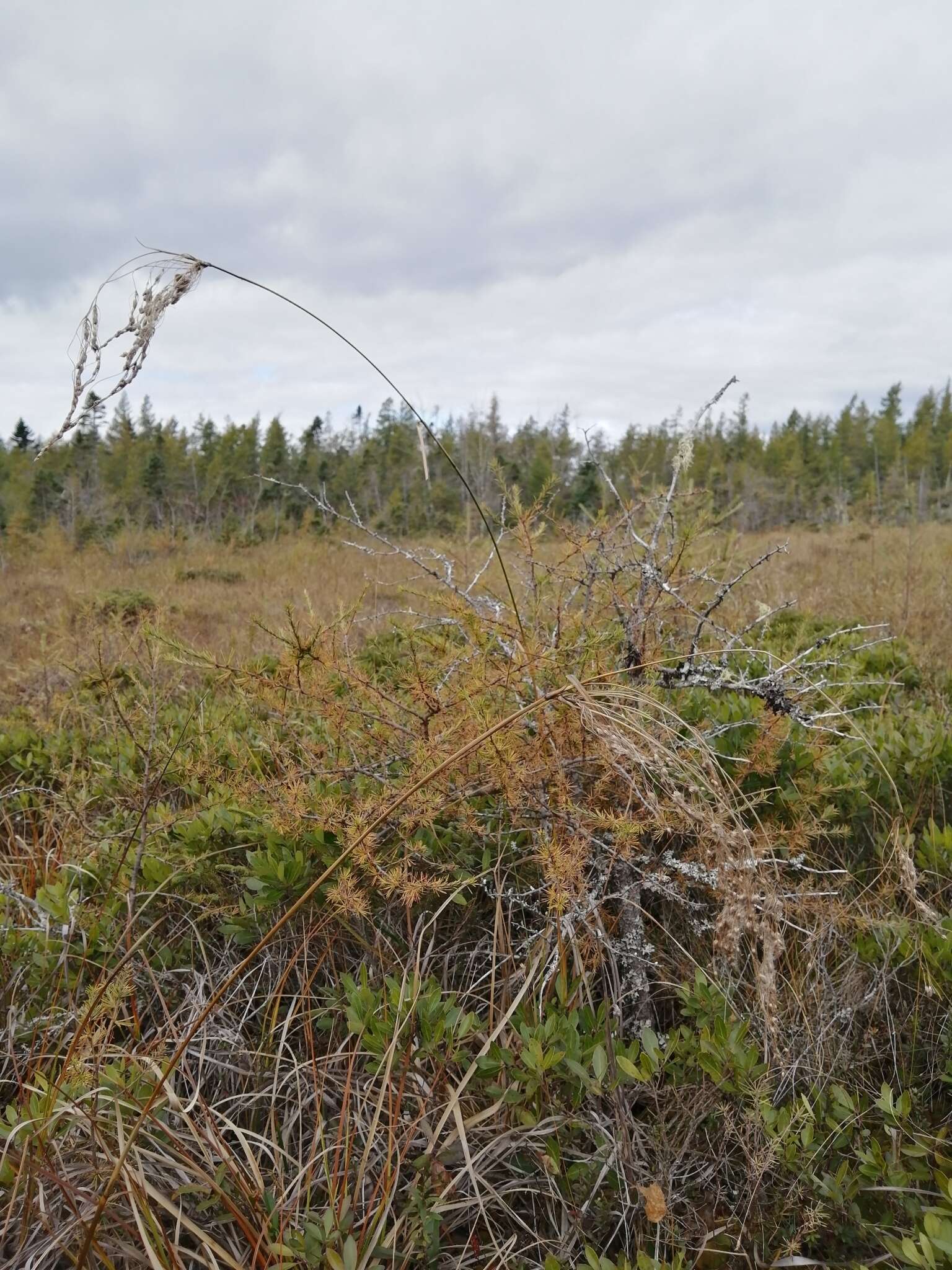 Image of Long's Bulrush