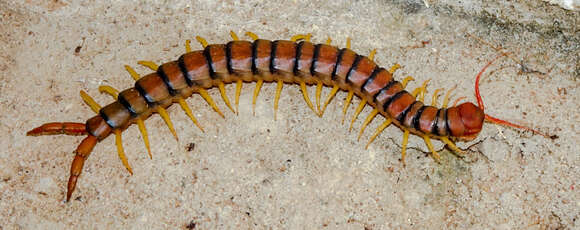 Image of Scolopendra dawydoffi Kronmüller 2012