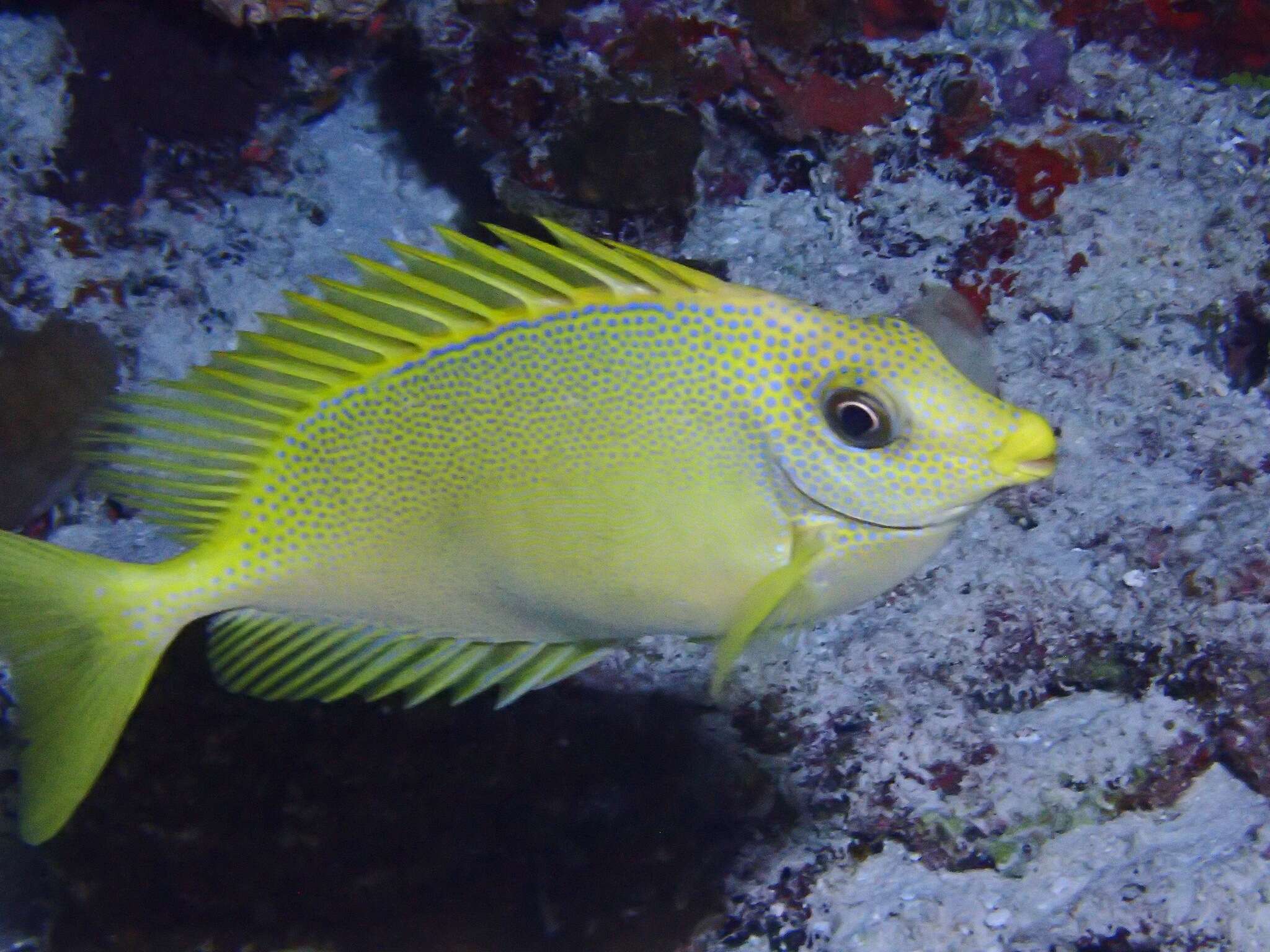 Image of Coral rabbitfish