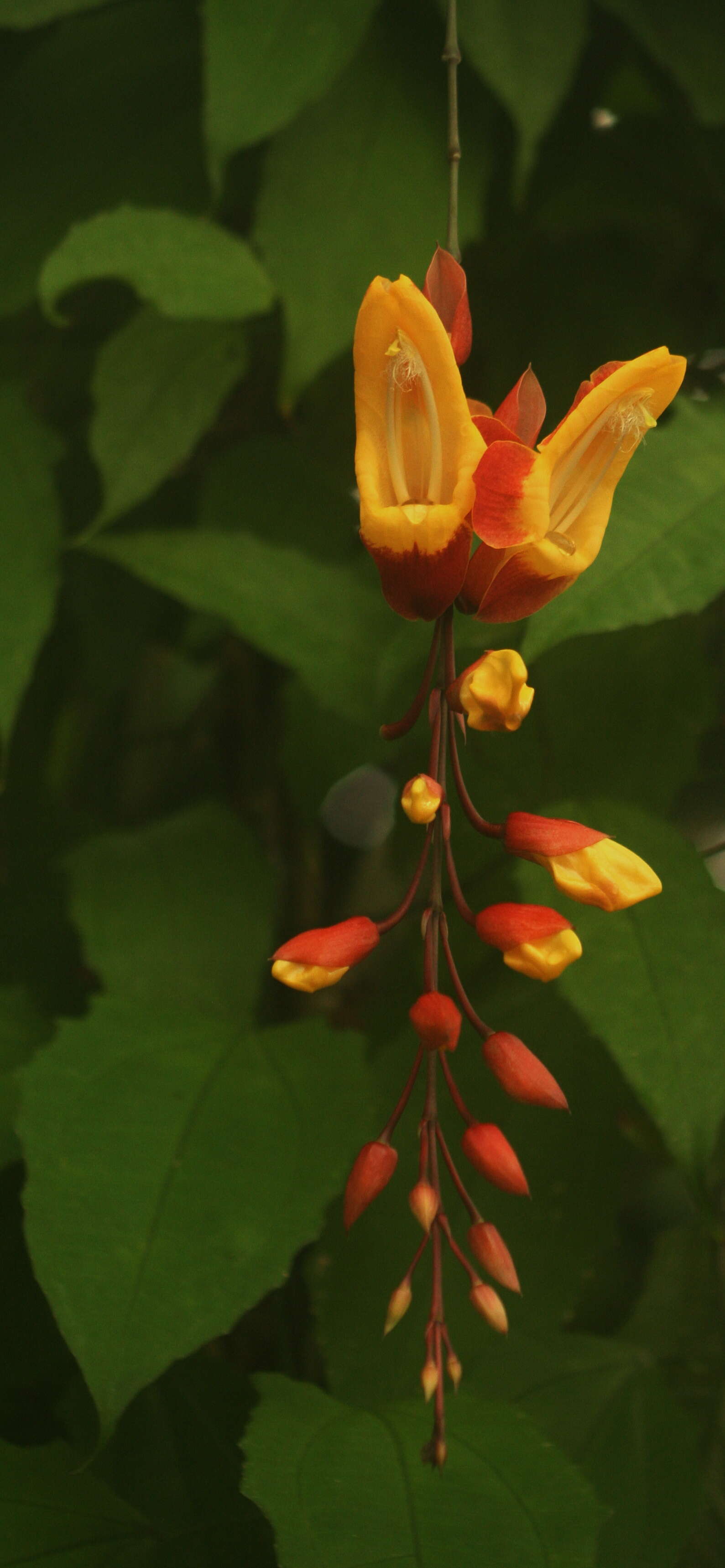 Image of Clock vine